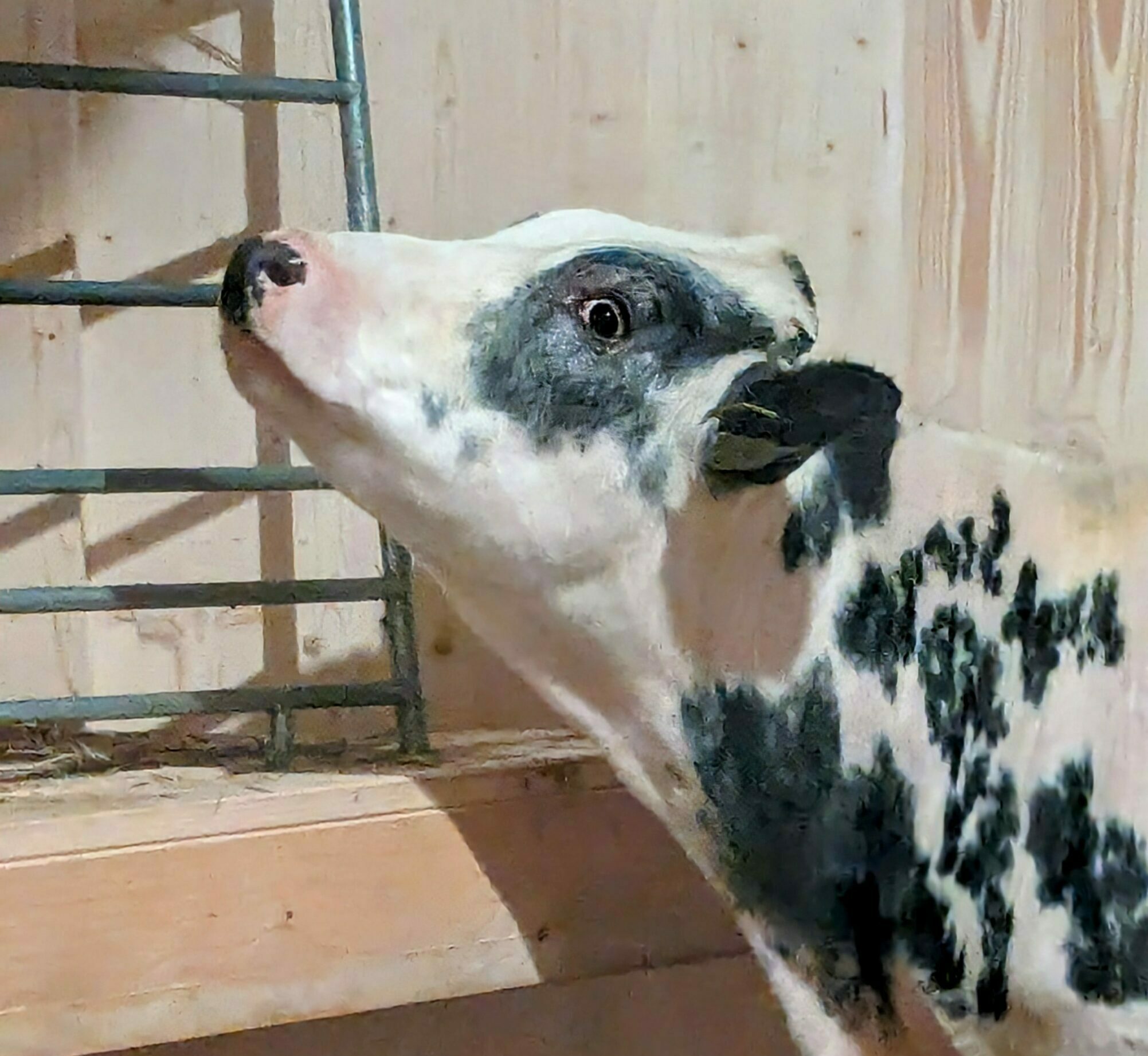 20.12.2023 – Die lebendige Krippe